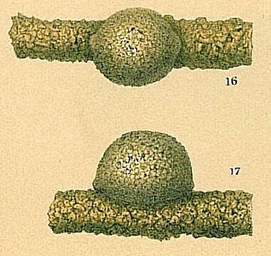 Image de Tholosina bulla (Brady 1881)