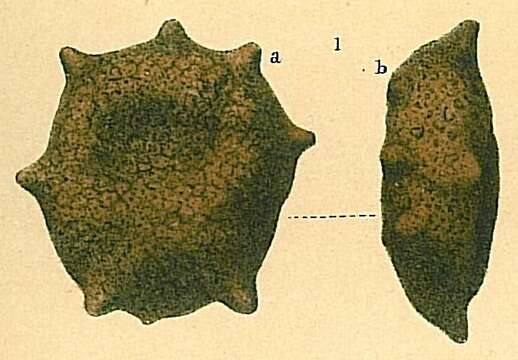 Image de Thurammina compressa Brady 1879