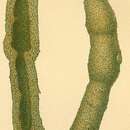 Image of Archimerismus subnodosus (Brady 1884)