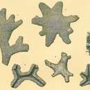 Image of Astrorhiza arenaria Carpenter ex Norman 1877