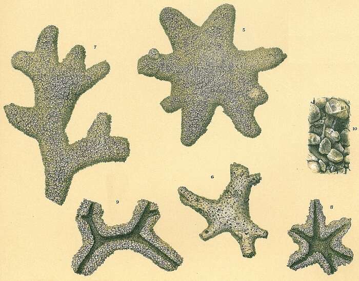 Image of Astrorhiza arenaria Carpenter ex Norman 1877