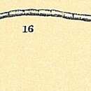 Image of Bathysiphon capillare Folin 1886