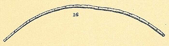 Image de Bathysiphon capillare Folin 1886