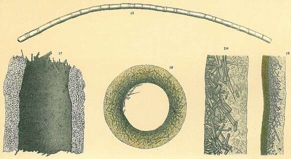 Image de Bathysiphon filiformis Sars 1872