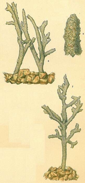 Image of Dendrophrya erecta Wright 1861