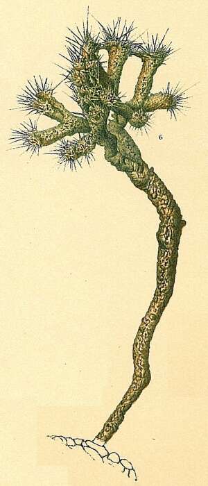 Image of Halyphysema ramulosa Bowerbank 1866