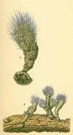 Image de Halyphysema tumanowiczii Bowerbank 1862