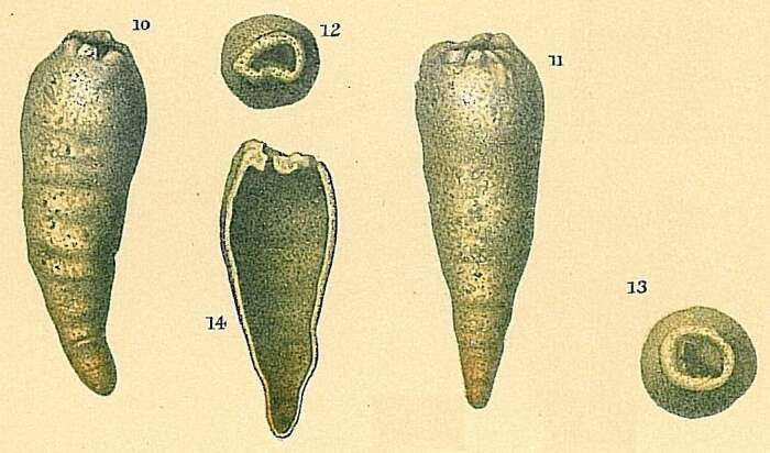 Plancia ëd Hippocrepina indivisa Parker 1870