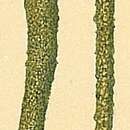 Image de Hyperammina cylindrica Parr 1950