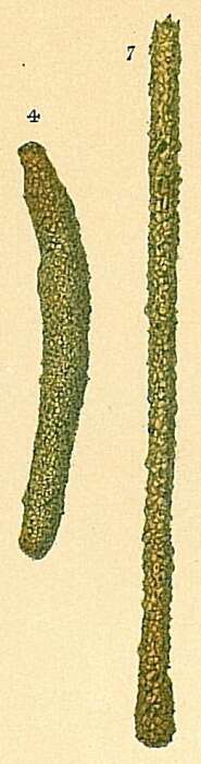 Image of Hyperammina cylindrica Parr 1950