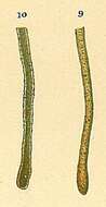 Image of Hyperammina laevigata Wright 1891