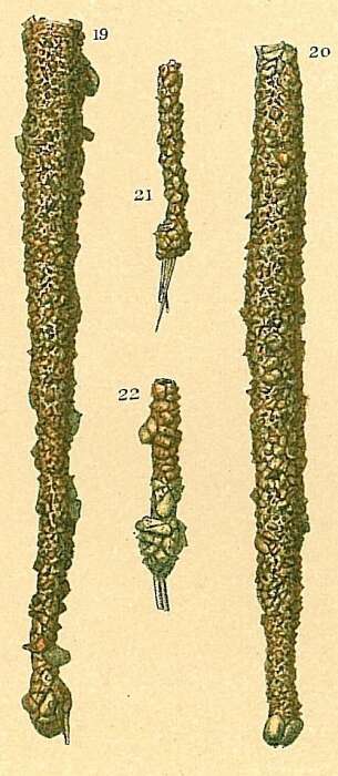 Plancia ëd Jaculella obtusa Brady 1882