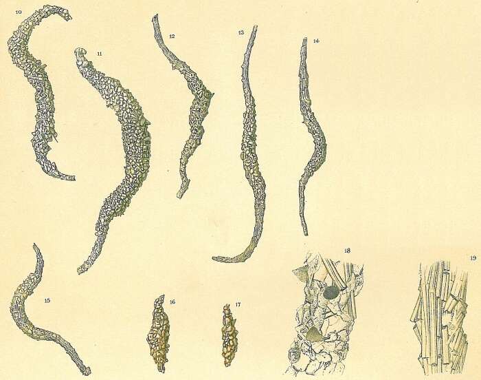 Image of Marsipella elongata Norman 1878