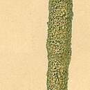 Image of Rhabdammina major Folin 1887