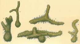 Image of Saccorhiza ramosa (Brady 1879)