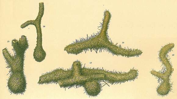 صورة Saccorhiza ramosa (Brady 1879)