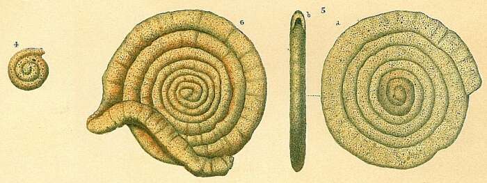 Imagem de Ammodiscus tenuis (Brady 1884)