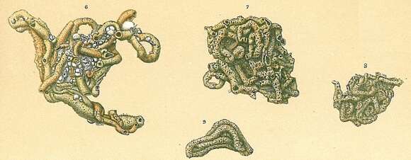 Image of Tolypammina schaudinni Rhumbler 1904