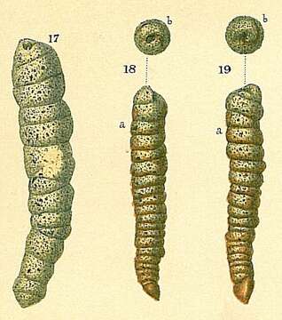 Image of Turritellella shoneana (Siddall 1878)