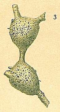 Image of Retaria