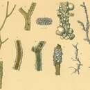 Image of Rhizammina algaeformis Brady 1879