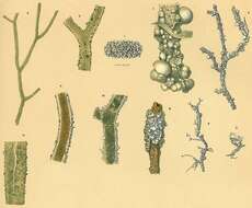 صورة Rhizammina algaeformis Brady 1879