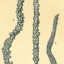 Image of Testulosiphon indivisus (Brady 1884)