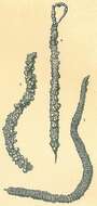 Image of Testulosiphon indivisus (Brady 1884)