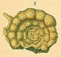 Image of Trochamminoides Cushman 1910