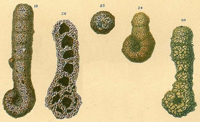 Слика од Ammobaculites agglutinans (d'Orbigny 1846)