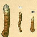 Image of Ammobaculites filiformis Earland 1934