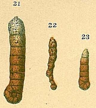 Ammobaculites filiformis Earland 1934 resmi