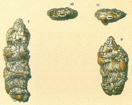 Image de Ammobaculites Cushman 1910