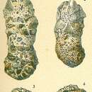 Ammoscalaria pseudospiralis (Williamson 1858) resmi