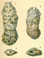 Image of Ammoscalaria pseudospiralis (Williamson 1858)
