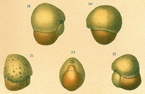 Image of Buzasina galeata (Brady 1881)