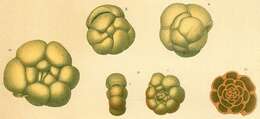 Image of Conglophragmium coronatum (Brady 1879)
