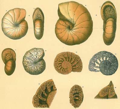 صورة Cyclammina cancellata Brady 1879