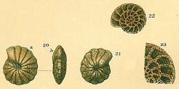 Image de Cyclammina pusilla Brady 1881