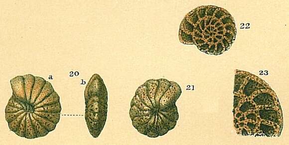 Image of Cyclammina pusilla Brady 1881