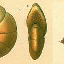 Image of Cyclammina trullissata (Brady 1879)