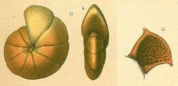 Imagem de Cyclammina trullissata (Brady 1879)