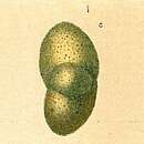 Image of Cystammina pauciloculata (Brady 1879)