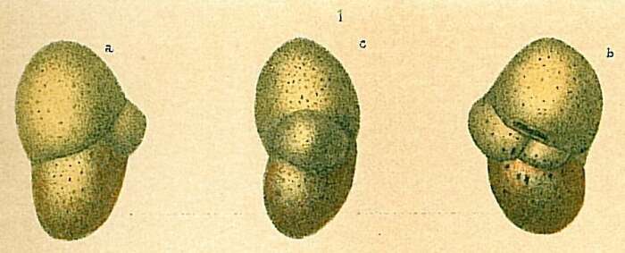 Imagem de Cystammina pauciloculata (Brady 1879)