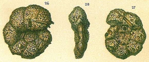 Image de Discammina Lacroix 1932