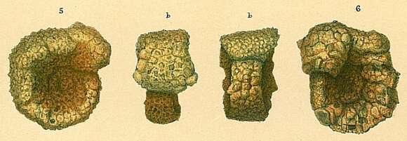 Слика од Evolutinella rotulata (Brady 1881)