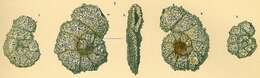 Glaphyrammina americana (Cushman 1910)的圖片