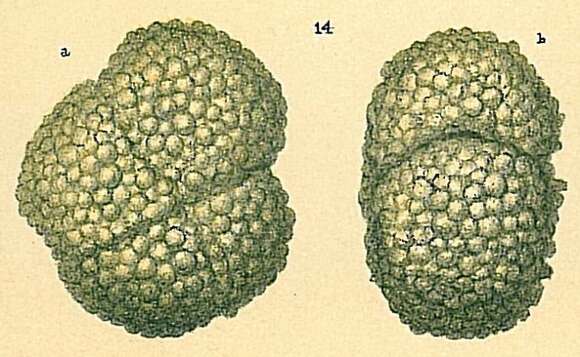 Image of Haplophragmoides Cushman 1910