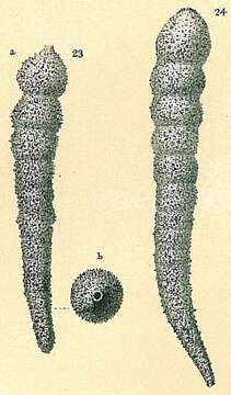 Image of Hormosina bacillaris (Brady 1881)