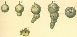 Image of Hormosina globulifera Brady 1879